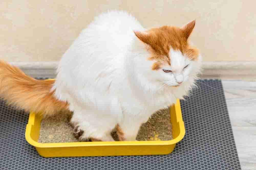 cara-menghilangkan-bau-kencing-kucing