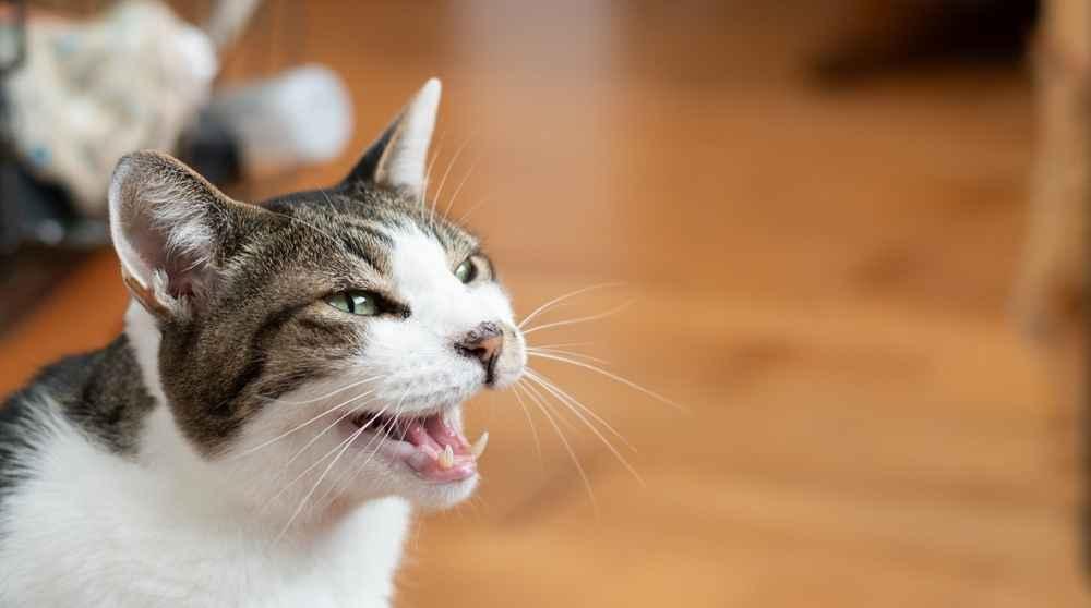 Kenapa Suara Kucing Serak? Ini 7 Kemungkinan Penyebabnya