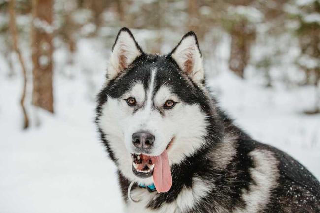 10 Jenis Anjing Mirip Serigala yang Bisa Dipelihara