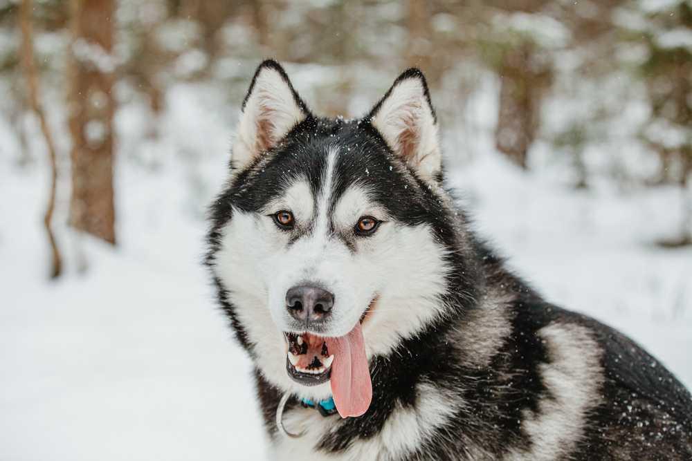 10 Jenis Anjing Mirip Serigala yang Bisa Dipelihara