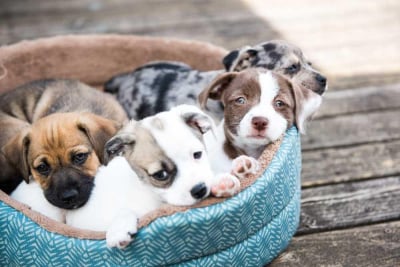 Tempat tidur anak anjing