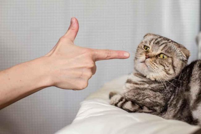 Apa Arti Dikencingi Kucing? Ini Bahaya dan Penanganannya