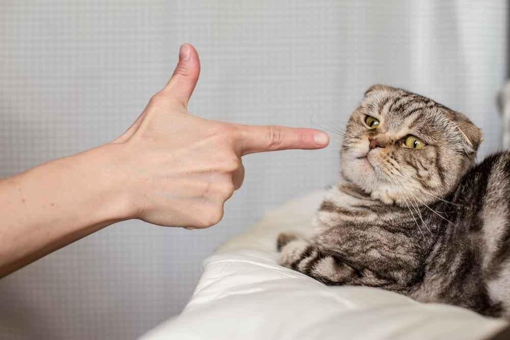 dikencingi-kucing