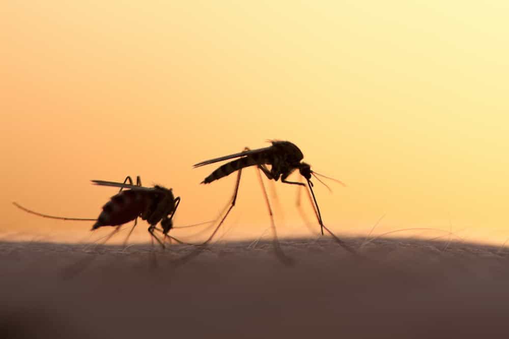 5 Fakta Penyakit Malaria yang Perlu Anda Tahu